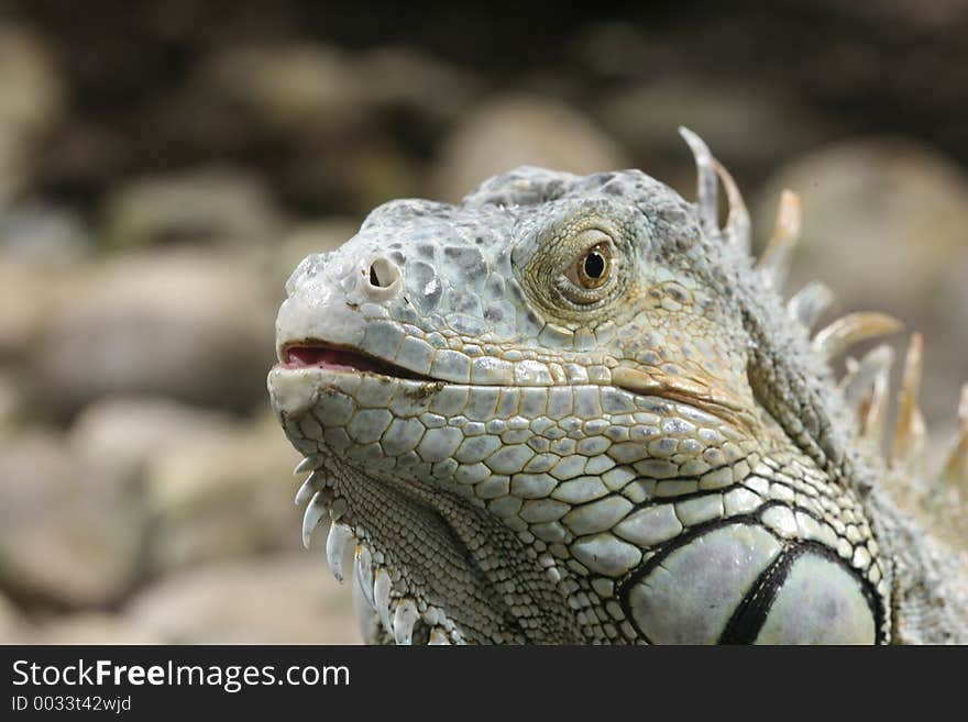 Green iguana