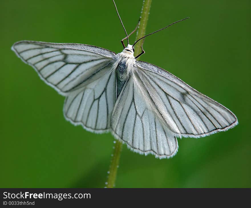 Butterfly Siona lineana.