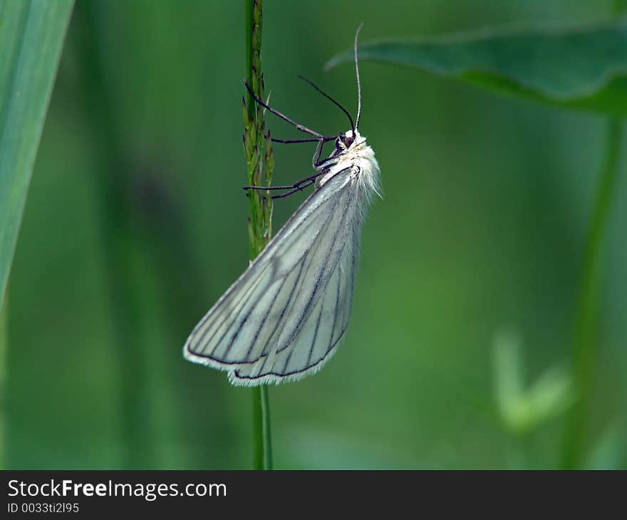 Butterfly Siona lineana