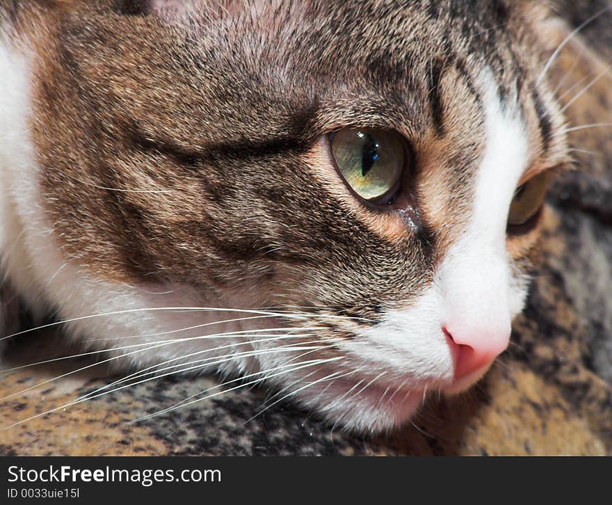 Thoughtful Cat