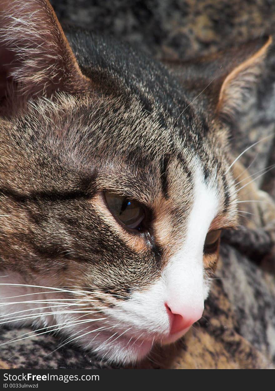 Thoughtful cat. Thoughtful cat