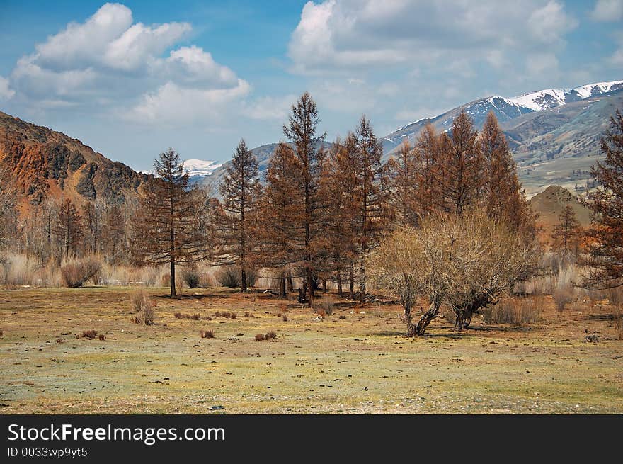 Red trees and blue sky, Altay