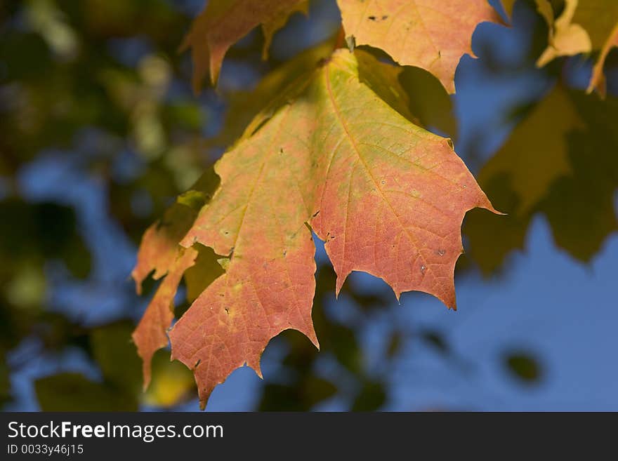 Leaf in autumn