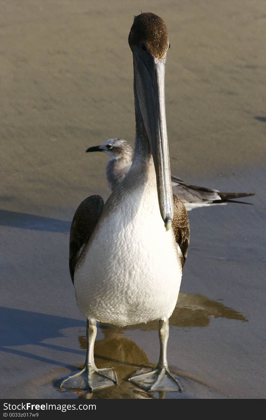 Brown Pelican