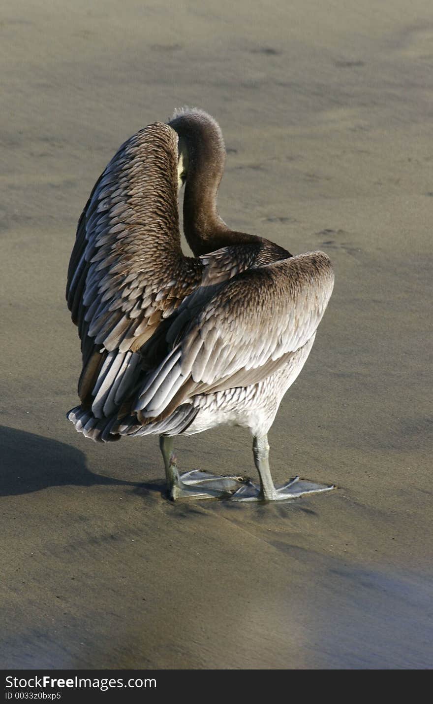 Brown Pelican