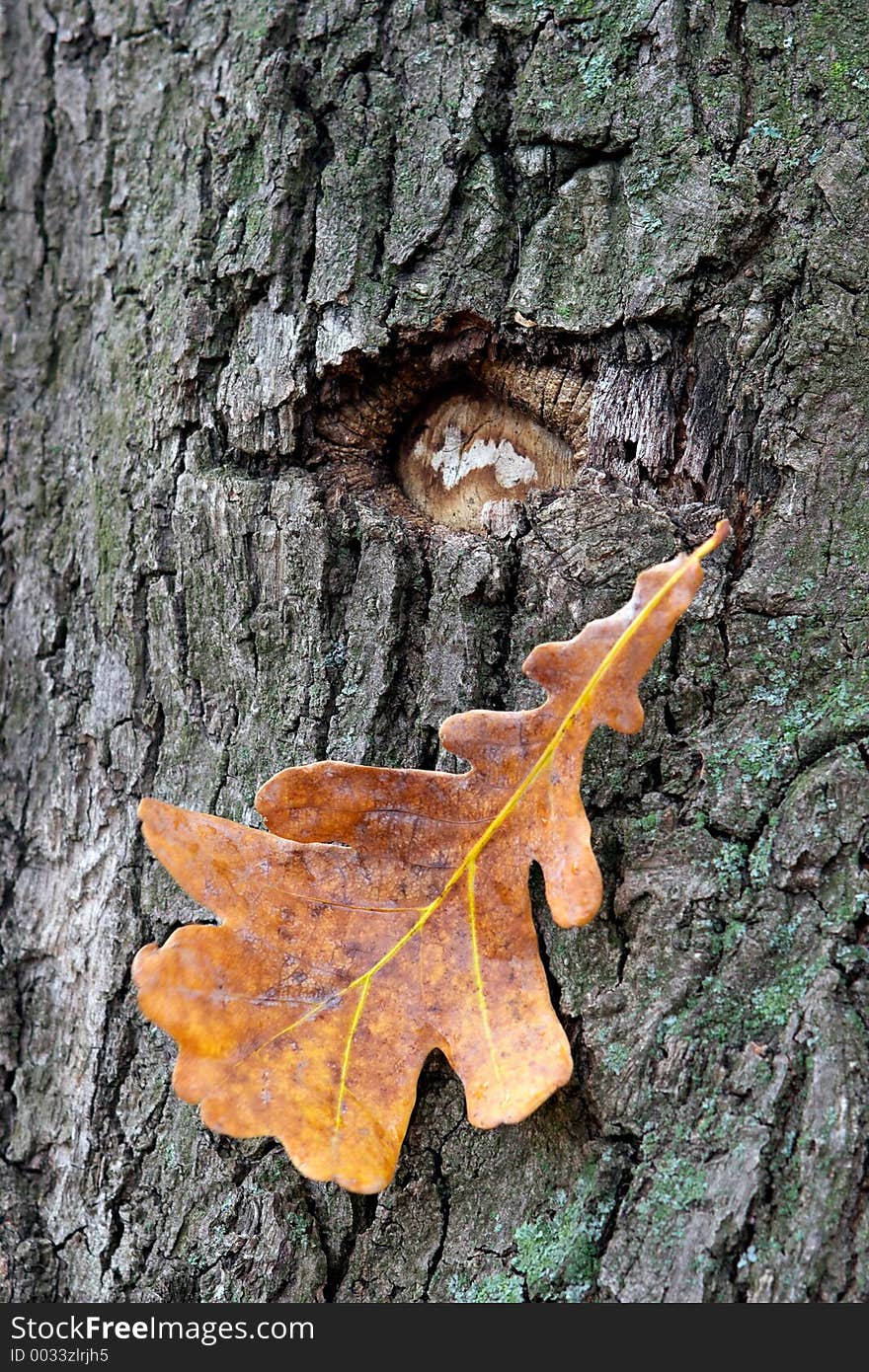 Dry oak leaves on a background of a mossy trunk of an oak. Dry oak leaves on a background of a mossy trunk of an oak