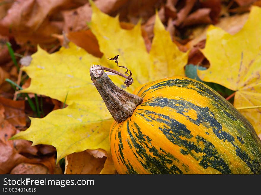 Maple foliage and pumpkin-yellow still-life-all shades of yellow autumn. Maple foliage and pumpkin-yellow still-life-all shades of yellow autumn