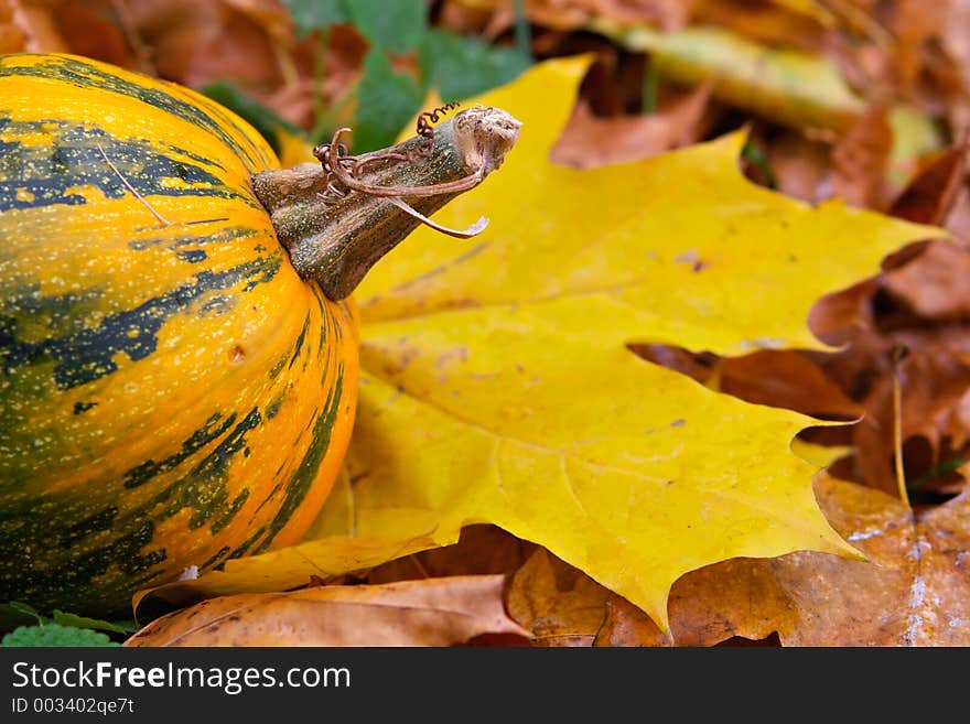 Maple foliage and pumpkin-yellow still-life-all shades of yellow autumn. Maple foliage and pumpkin-yellow still-life-all shades of yellow autumn