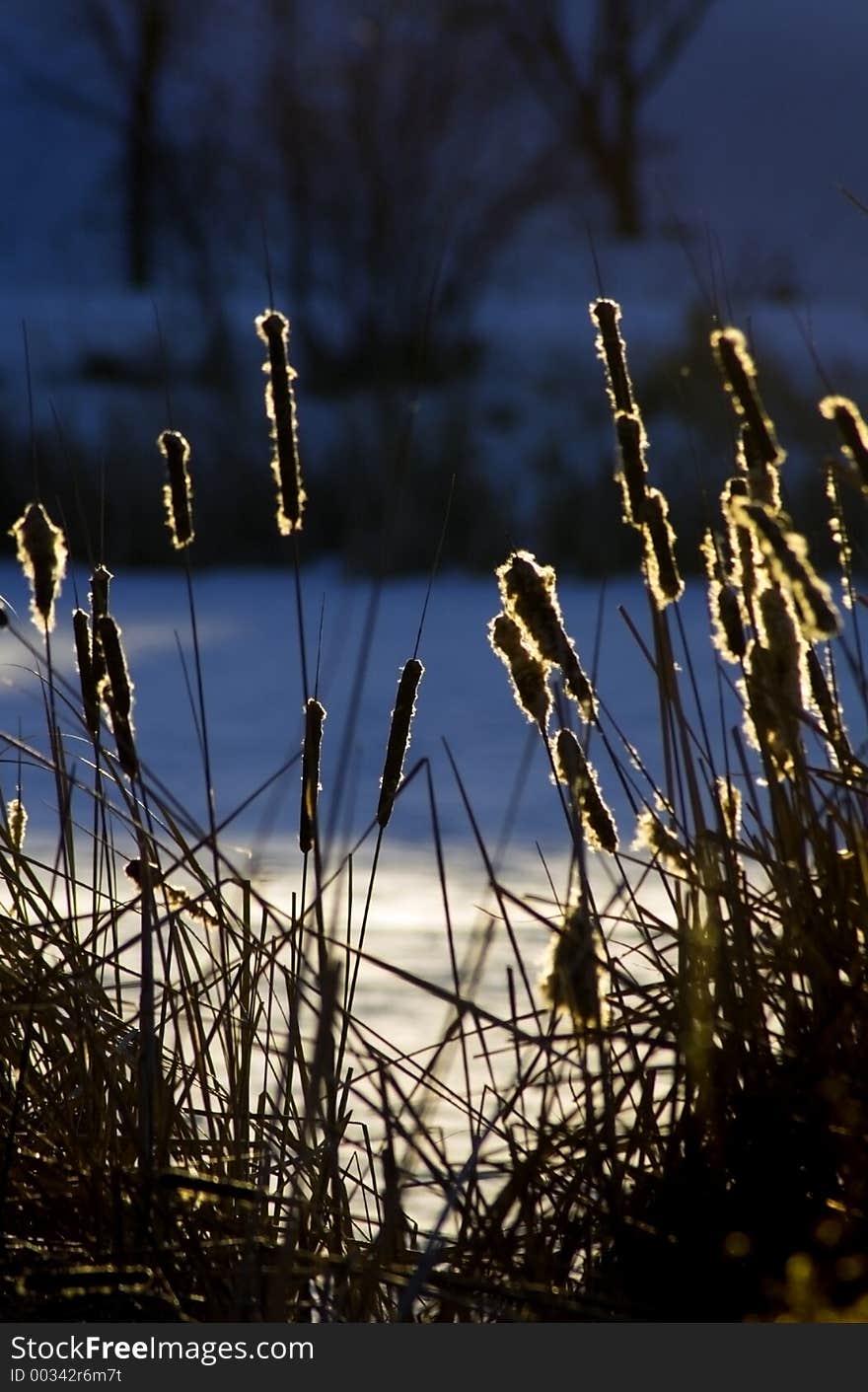 Cattails Lit Up By Sunrise