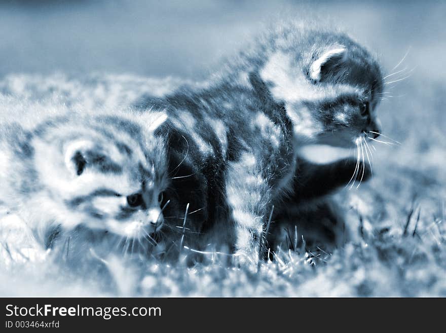 Kittens In Grass Blue