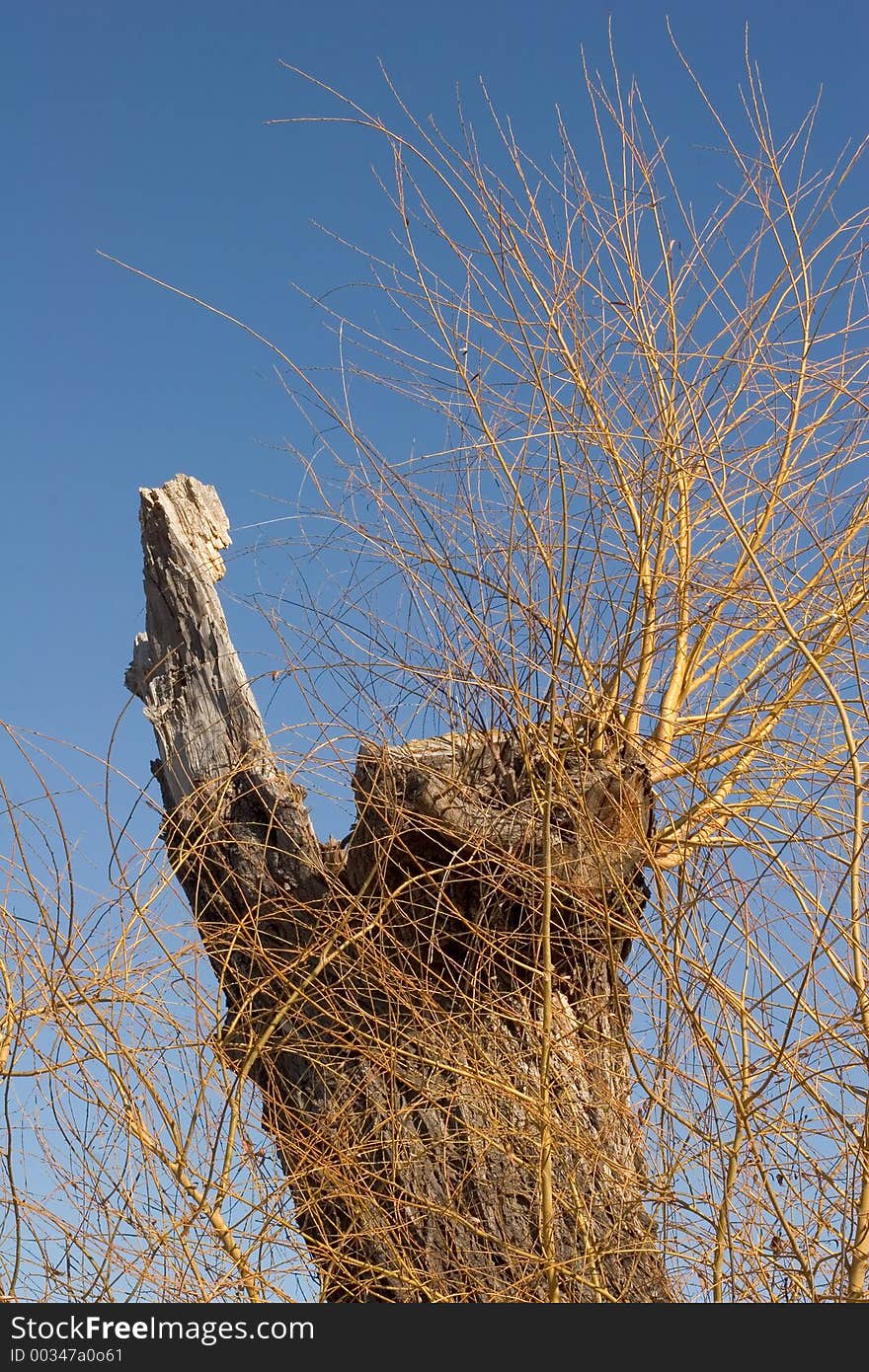 An old tree brings forth new life