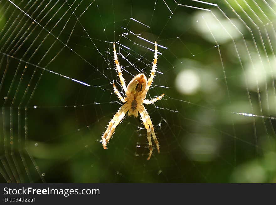 Spider And Web