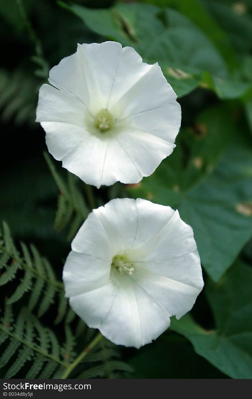 Two White Flowers