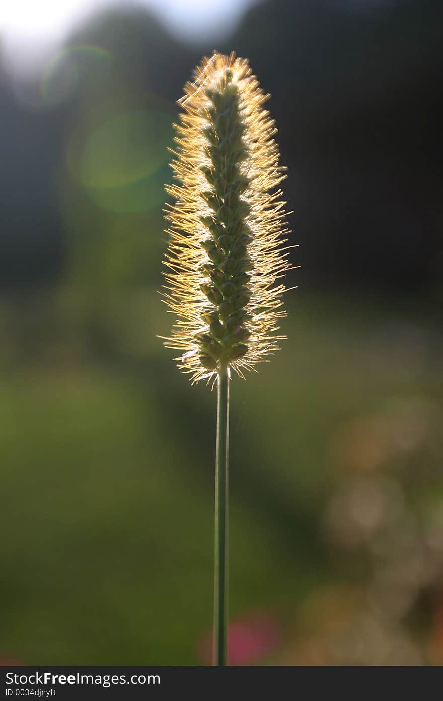 Stem of Grass-Halm with backlighting coming from sun