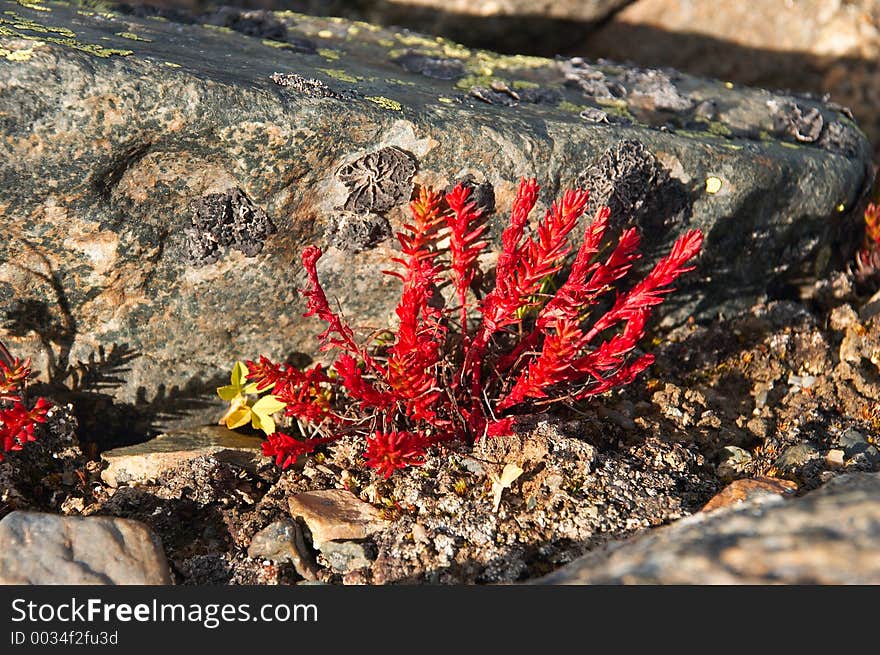 Red grass and rock