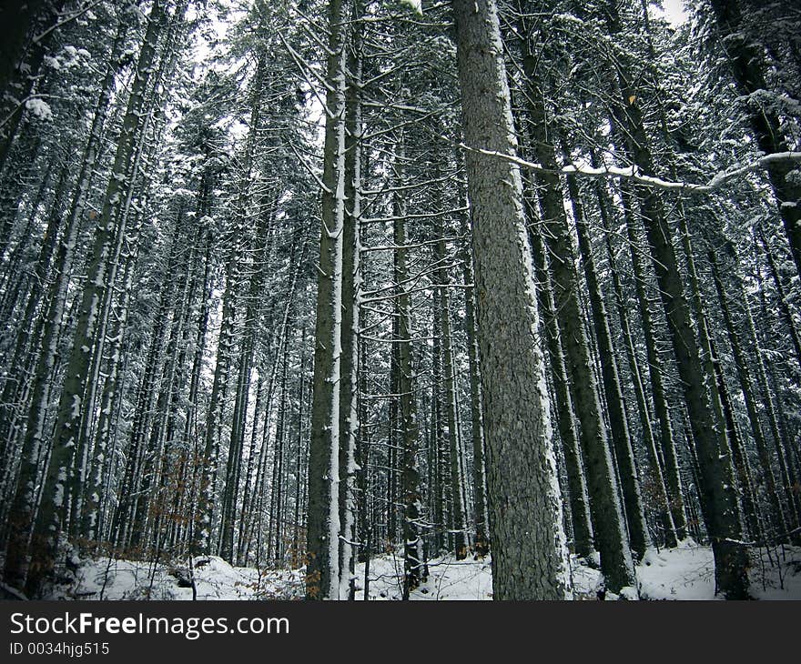 Forest trees