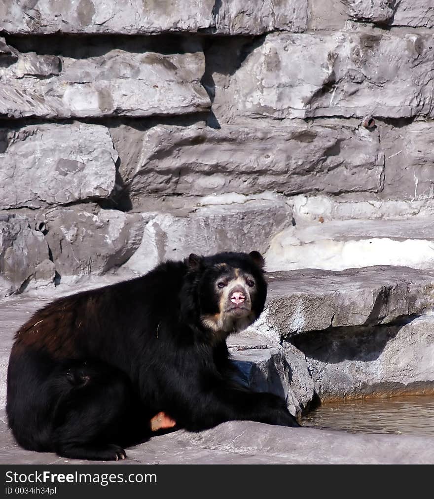 Black bear Buffalo zoo,Buffalo New York