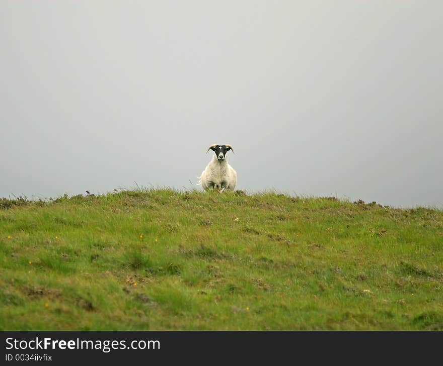 Goat Looking At You