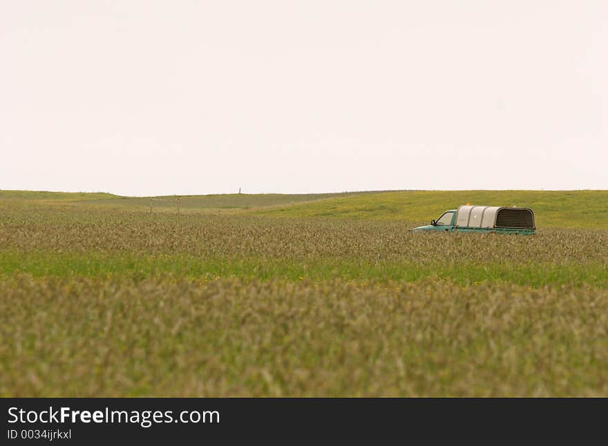 Car in wheat field