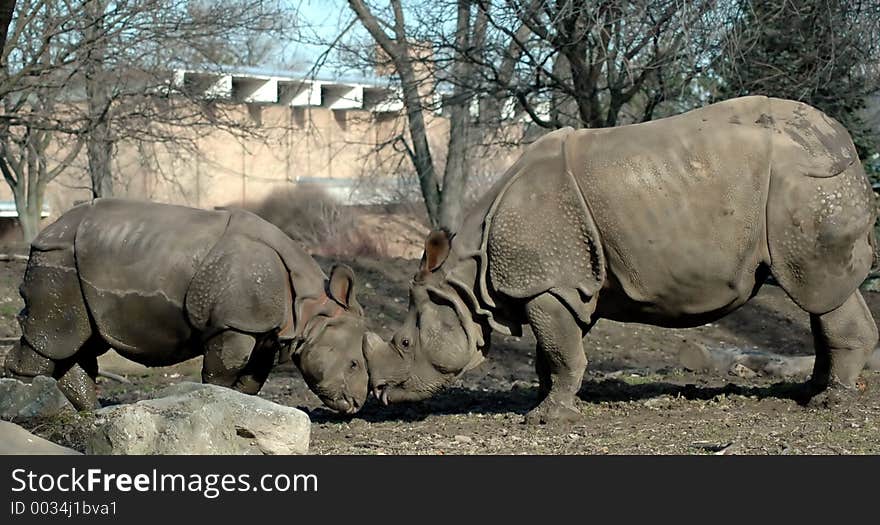 Mother and baby rhinoceros.Buffalo Zoo,Buffalo,New York