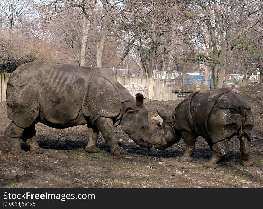 Female And Baby Rhinoceros