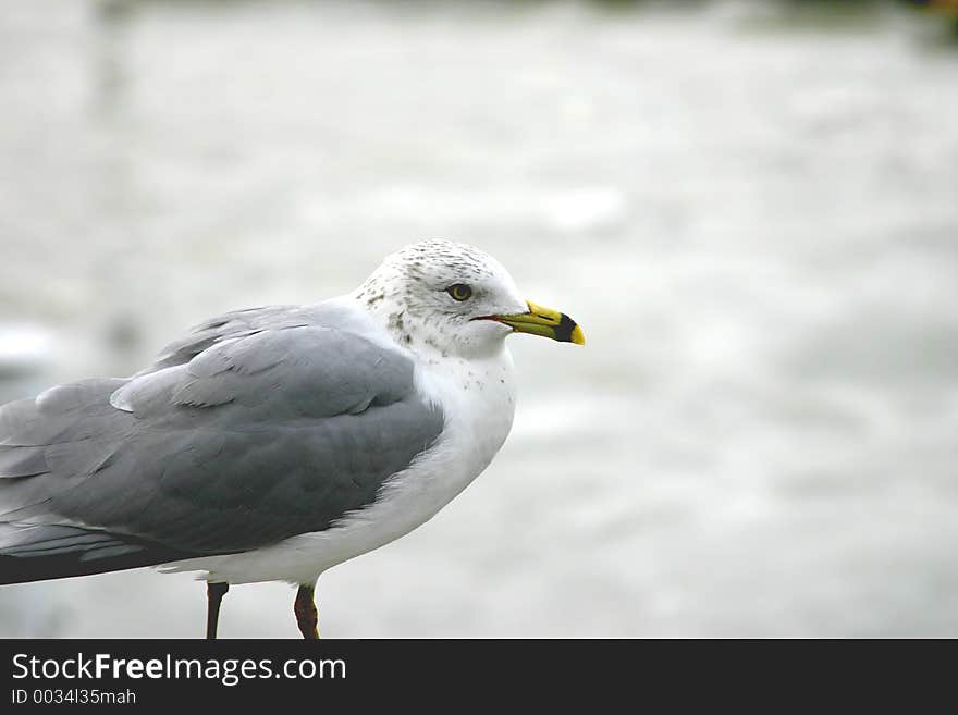 Seagull