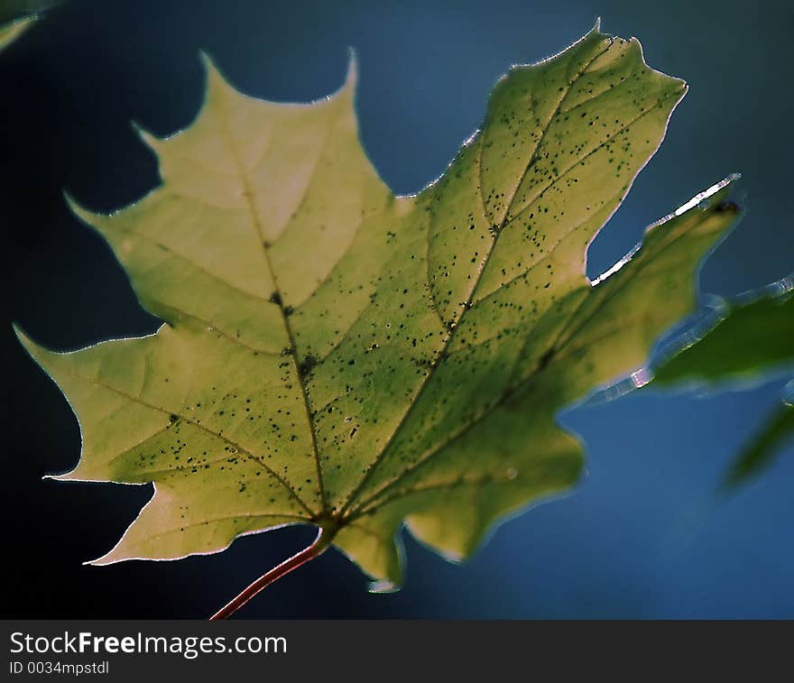 Sunlight maple leaf