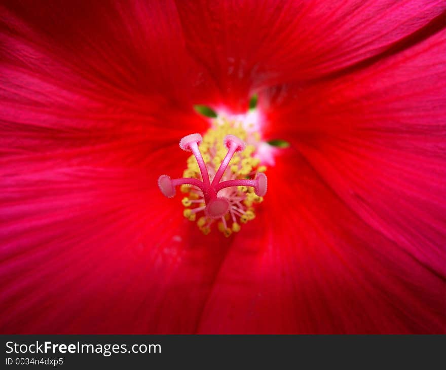 Giant 12 inches in diameter the Disco Bell hibiscus is mesmerizing. Blooms open only once in the early morning and then dies by nightfall. An absolute favorite of hummingbirds. Giant 12 inches in diameter the Disco Bell hibiscus is mesmerizing. Blooms open only once in the early morning and then dies by nightfall. An absolute favorite of hummingbirds.