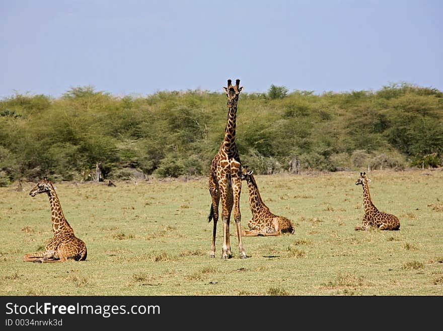 Animals 005 giraffe. Tanzania Manyara Lake