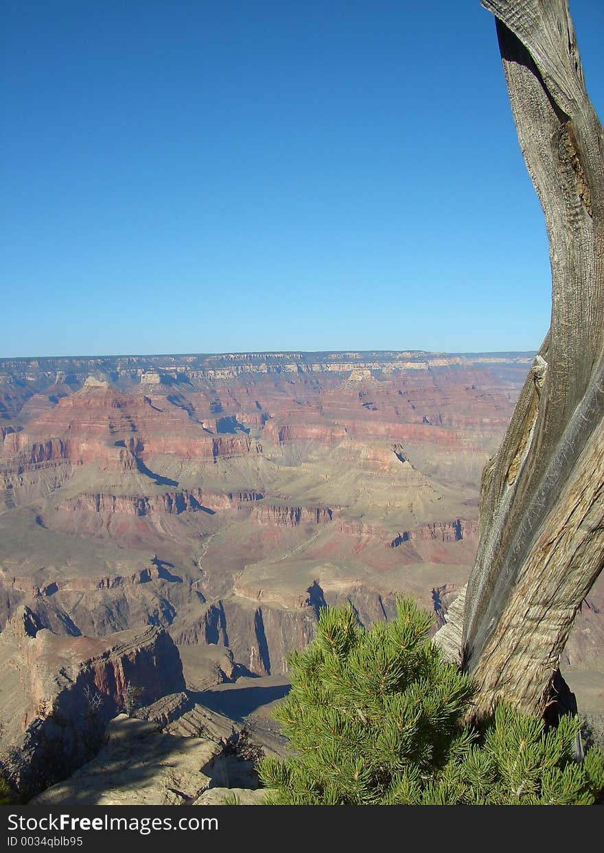 Dead Desert Tree at Grand Canyon