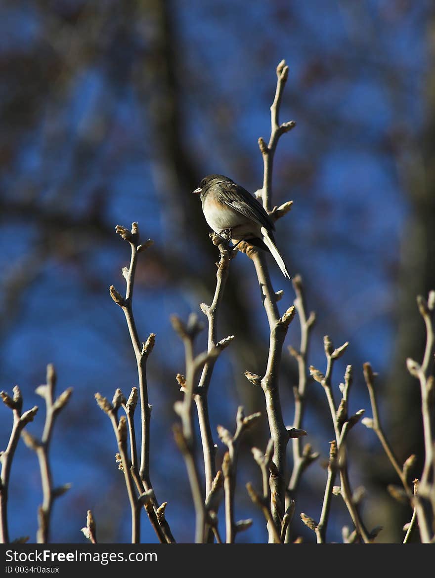 Young bird perched on a budding tree in early spring