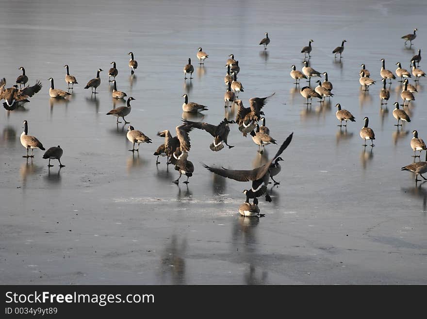 Icy landing