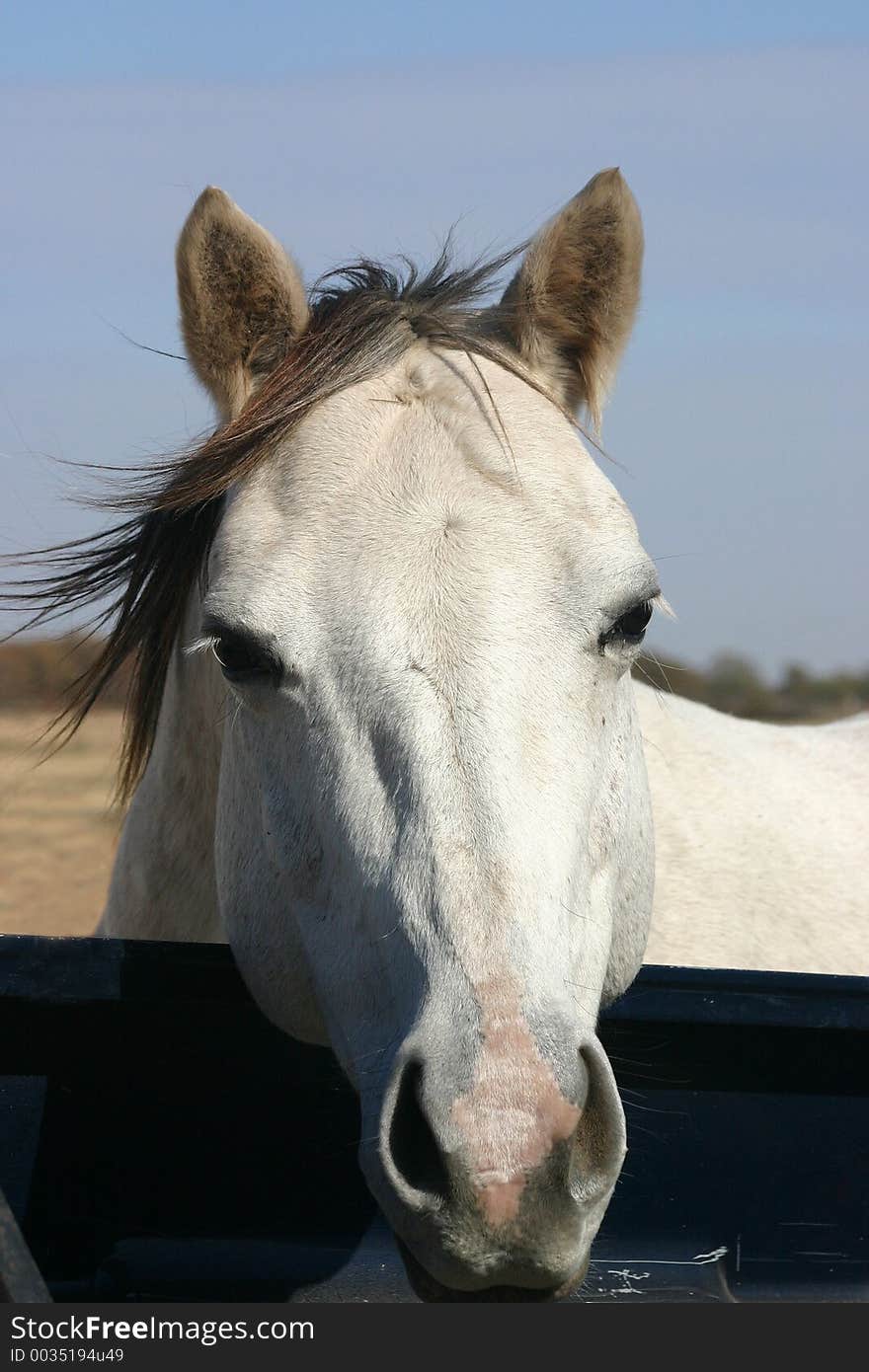 Dapple gray mare with black mane blowing in the breeze, blue sky, hanging head over side of pickup truck.