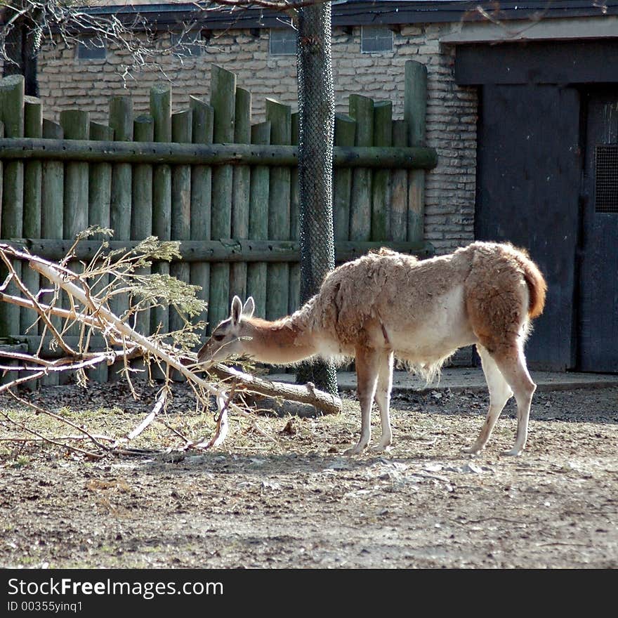 LLama eating tree. Buffalo Zoo,Buffalo,New York