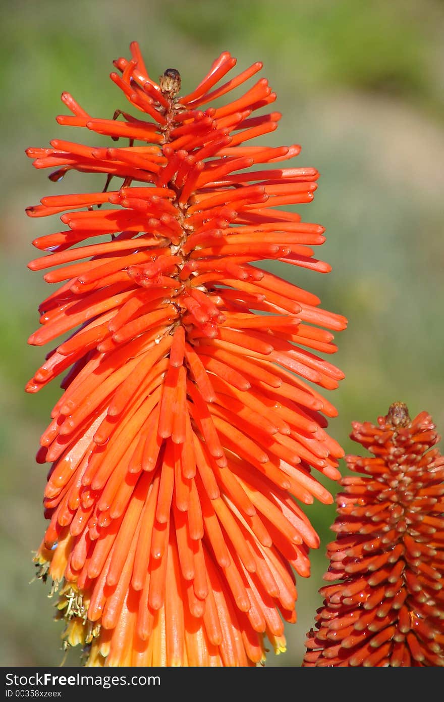 Orange Flower