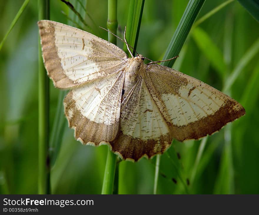 Butterfly Angerona prunaria, families Geommetridae.