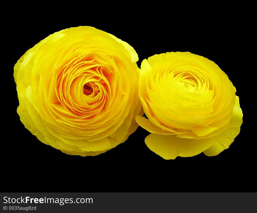 Yellow Roses on Black Background