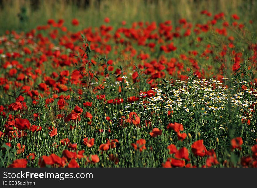 Poppy meadow