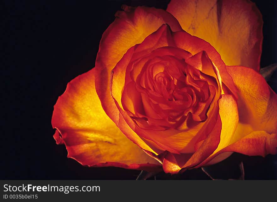 Red and yellow rose. Red and yellow rose