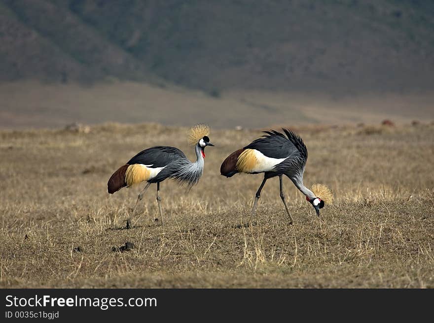 Animals 066 grey crowned crane couple