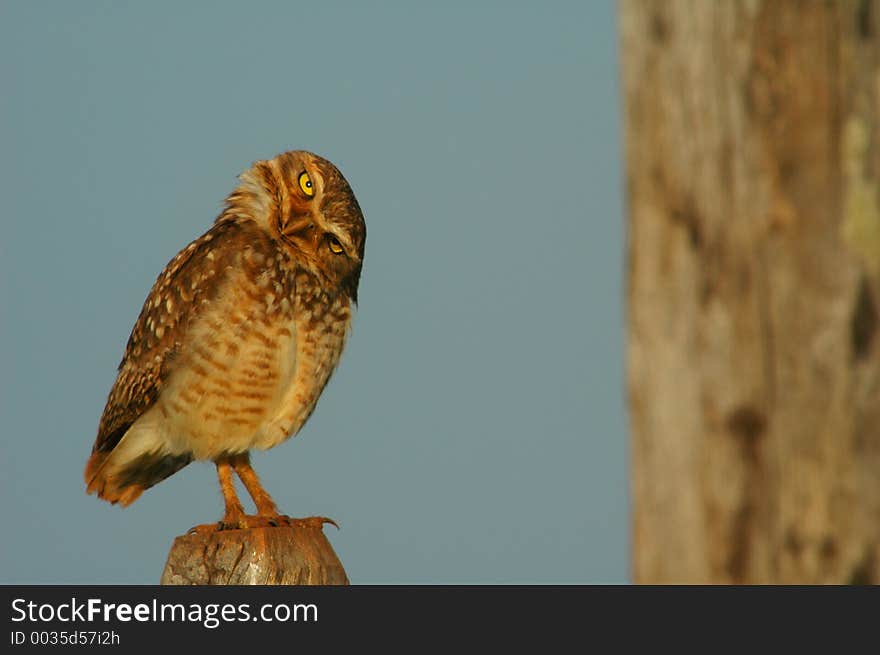 What a Speotyto cunicularia (Molina, 1782), burrowing owl