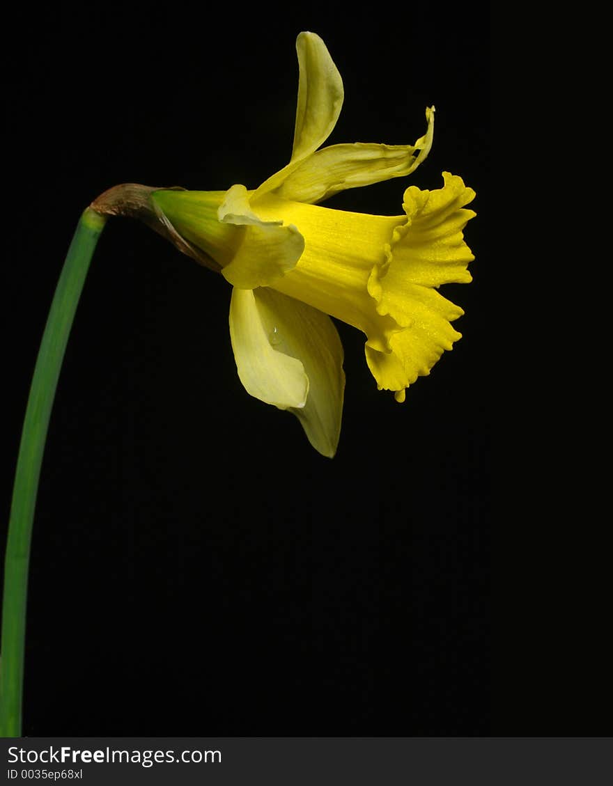 Daffodil isolated on black