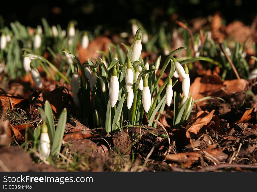 Snowdrops Flower