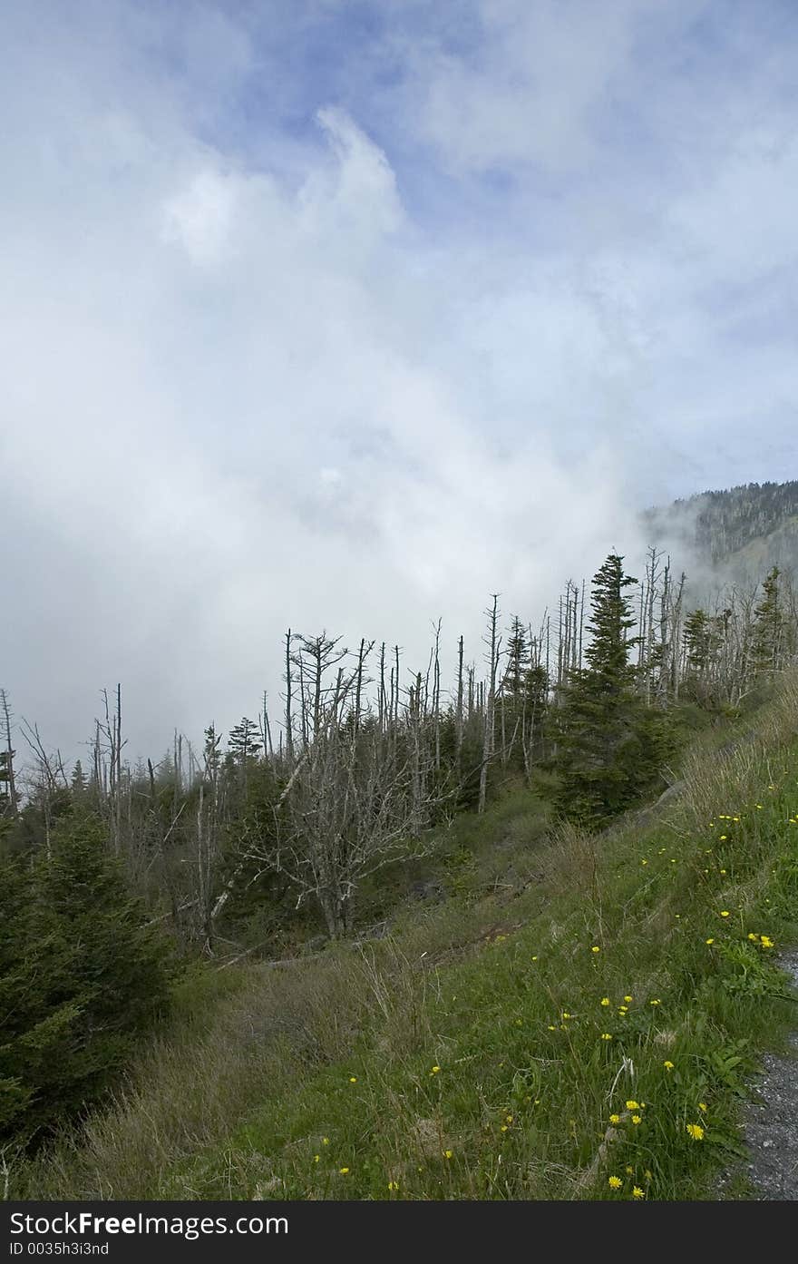 Dead Fraser Firs @ Clingmans Dome, Great Smoky Mtns Nat. Park, NC. Dead Fraser Firs @ Clingmans Dome, Great Smoky Mtns Nat. Park, NC