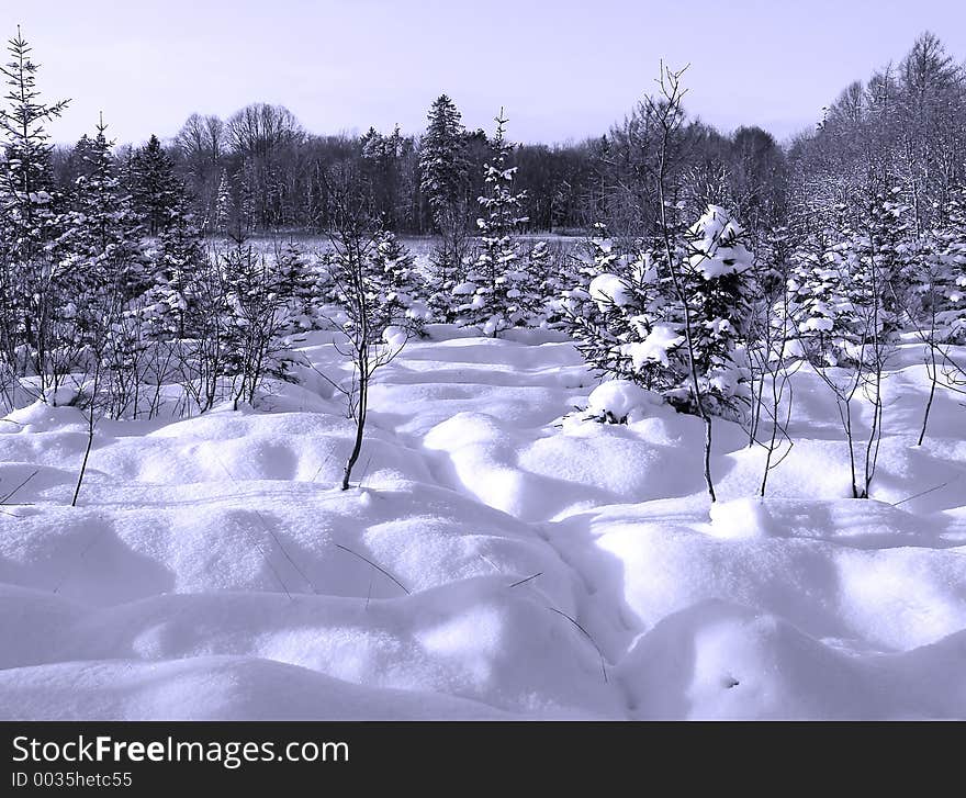 Winter landscape with some small plants