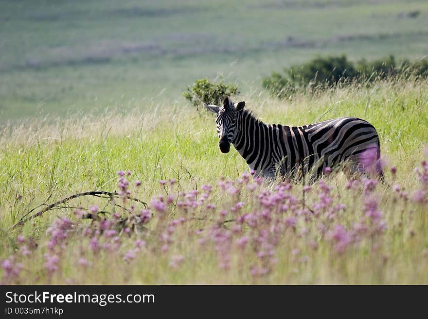 Zebra