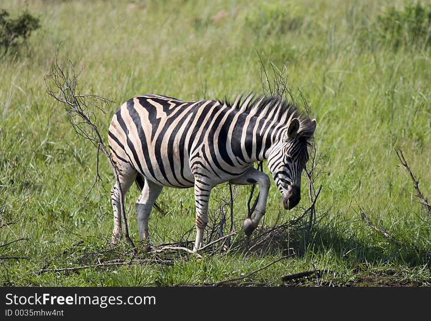 Zebra cleaning