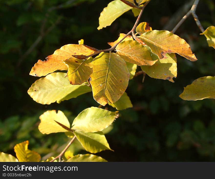 Same day with LEAVES 1. Same day with LEAVES 1