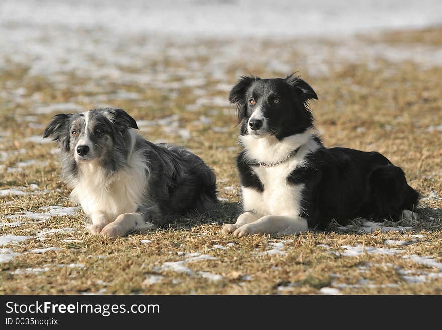 Two border collies together - black-white and bluemerle