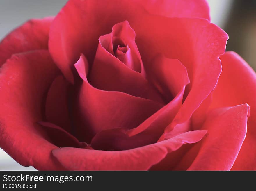 Red rose close up shot. Red rose close up shot